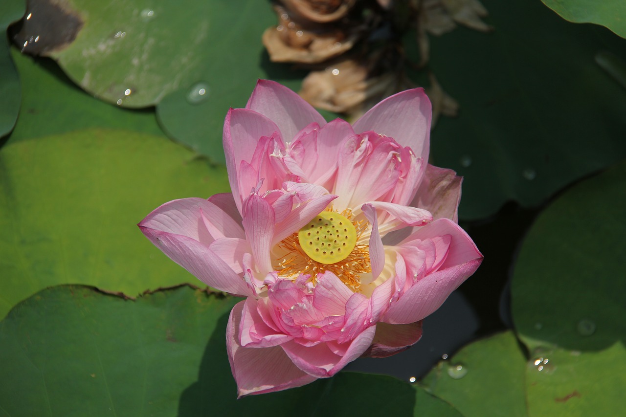 water lily plant scenery free photo