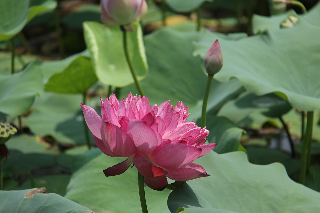 water lily plant scenery free photo