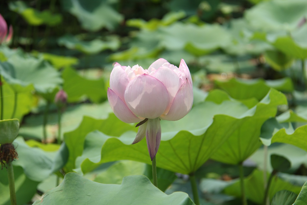 water lily plant scenery free photo