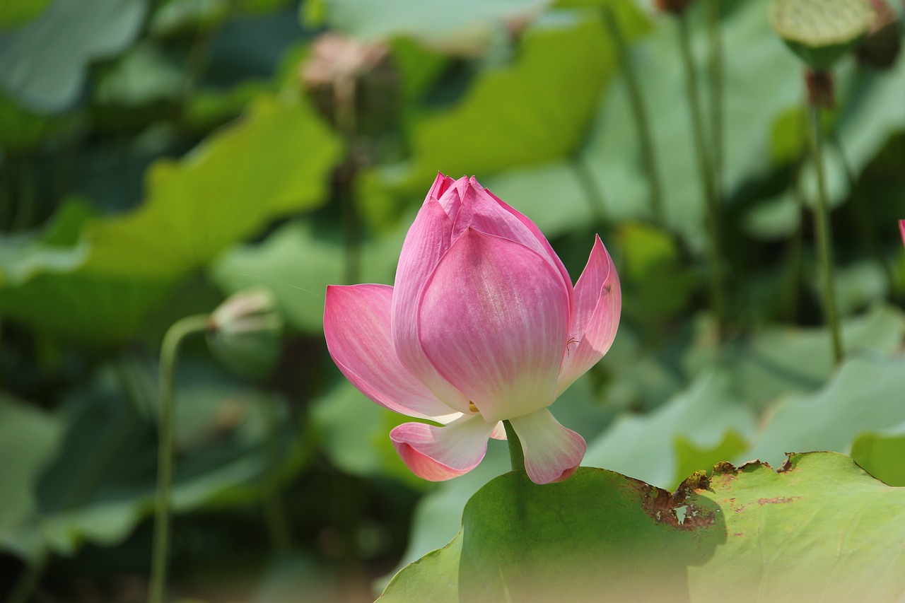 water lily plant scenery free photo