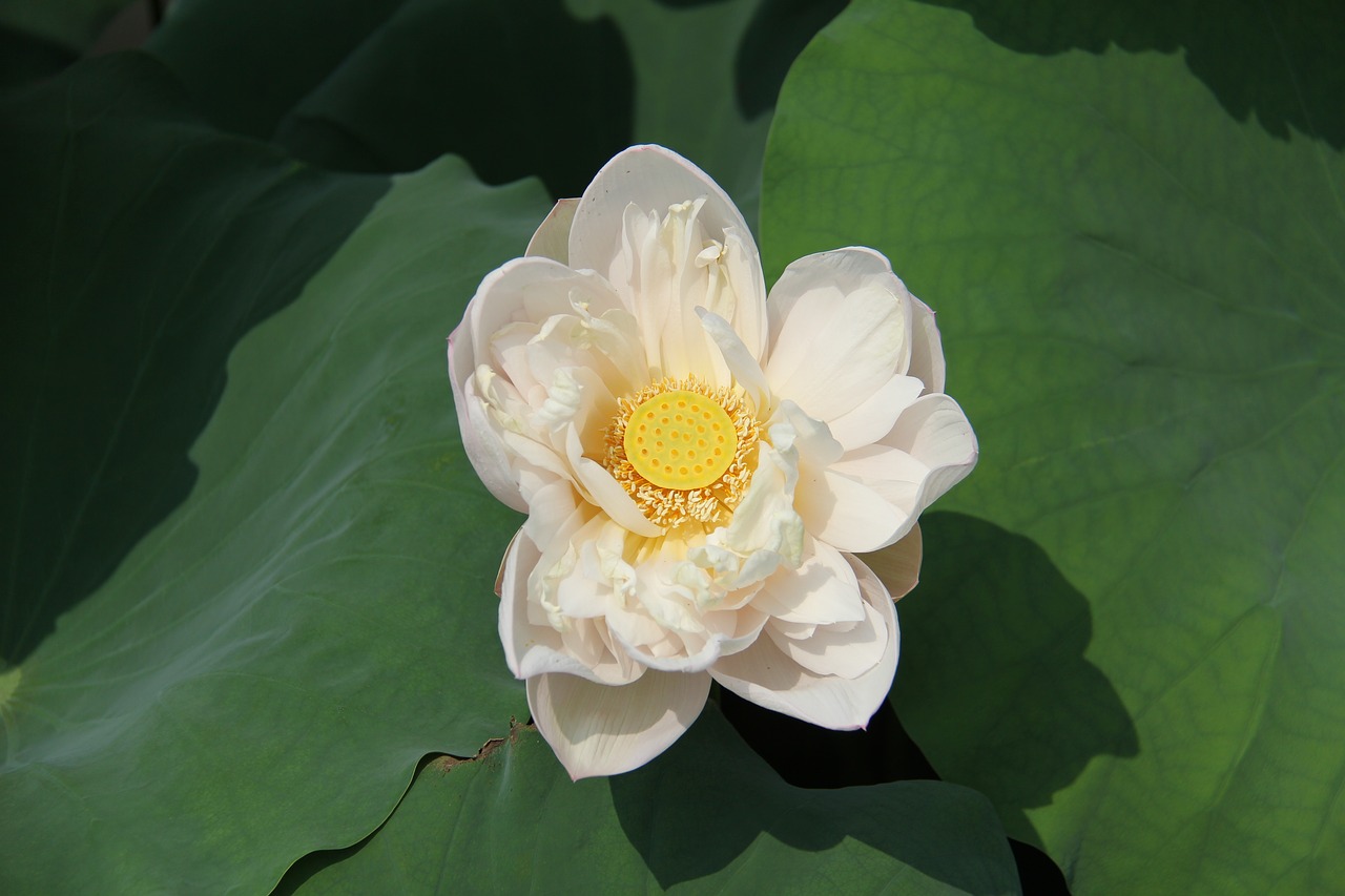 water lily plant scenery free photo