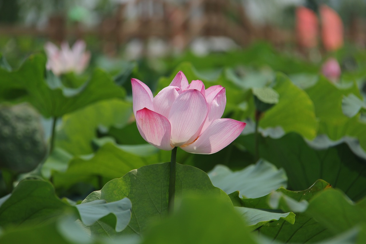 water lily plant scenery free photo