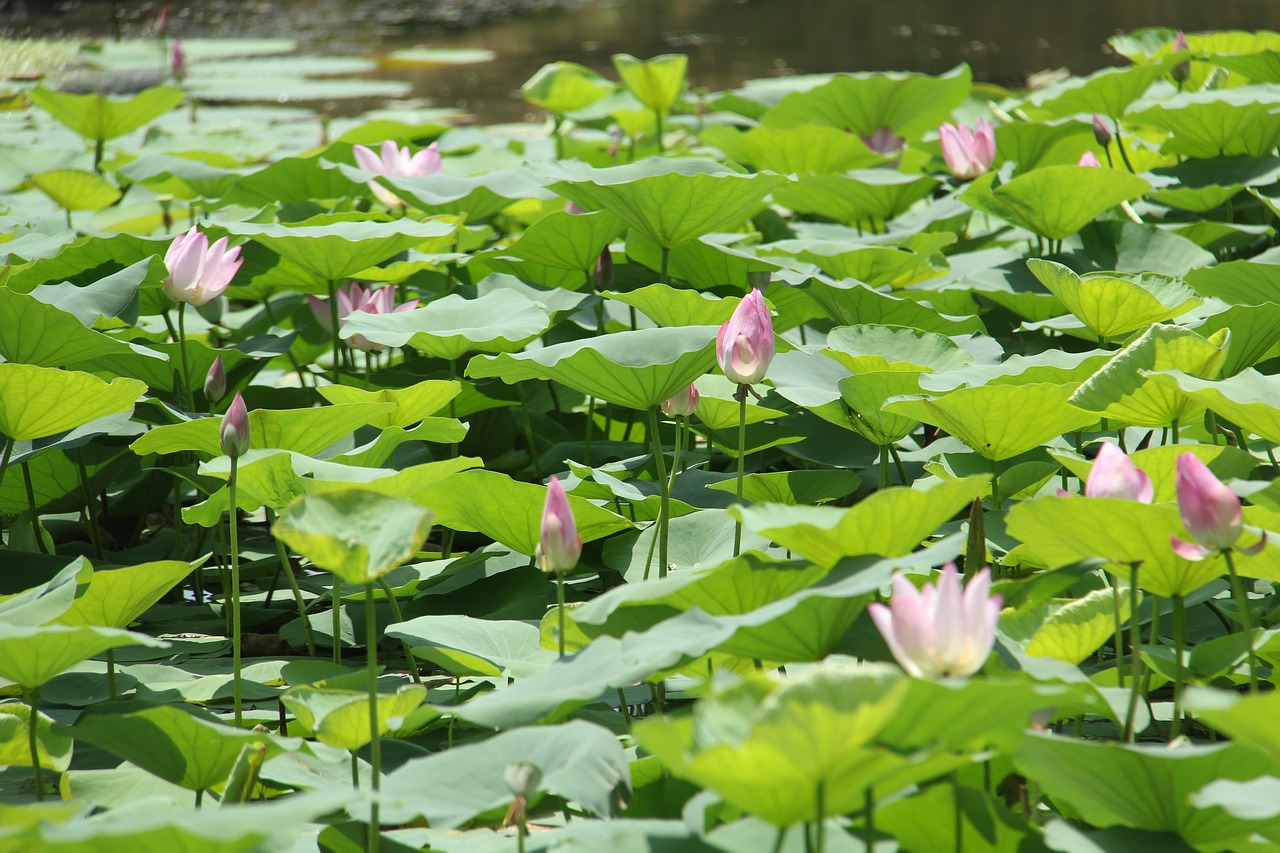 water lily plant scenery free photo