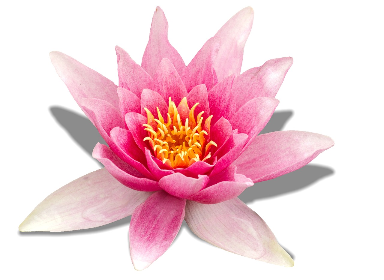 water lily pink blossom free photo