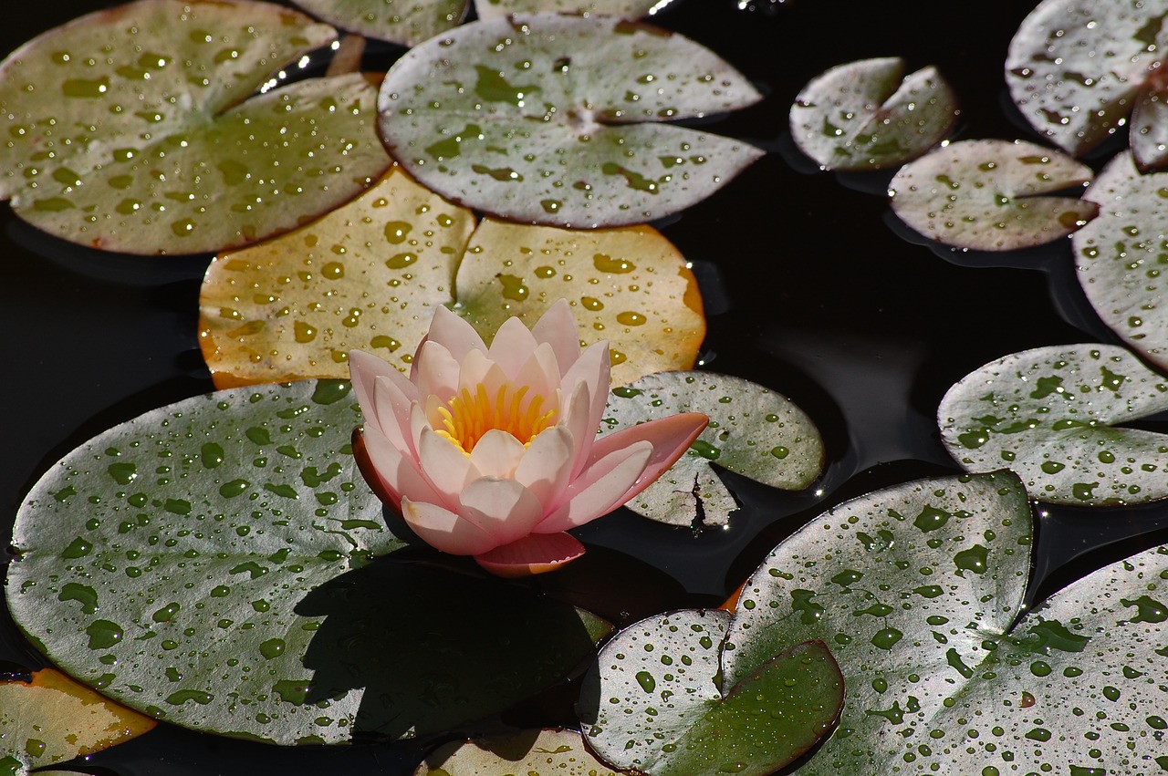 water lily pond aquatic plant free photo