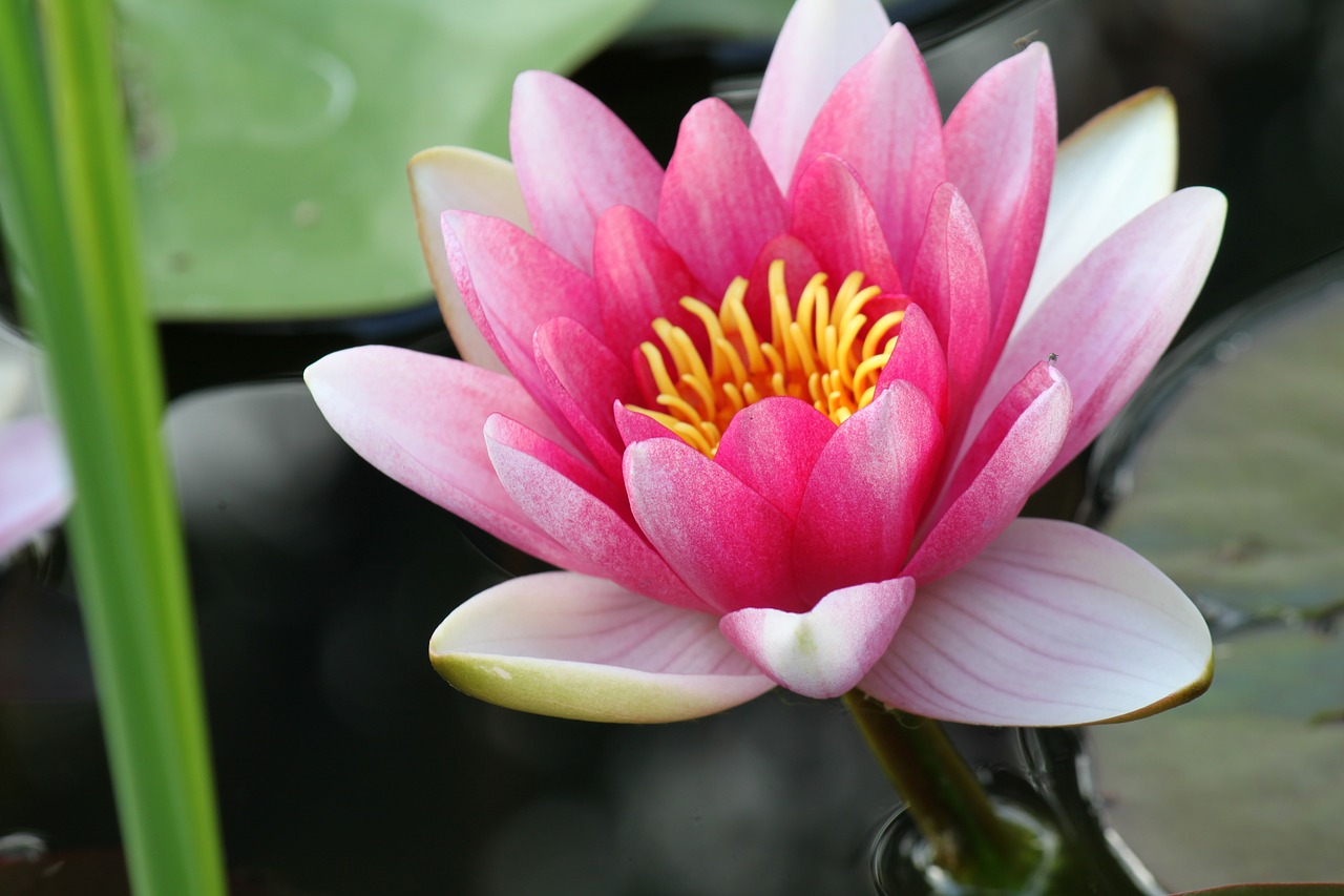 water lily pink flowers free photo