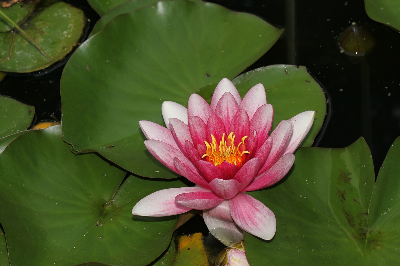 water lily lily pink free photo