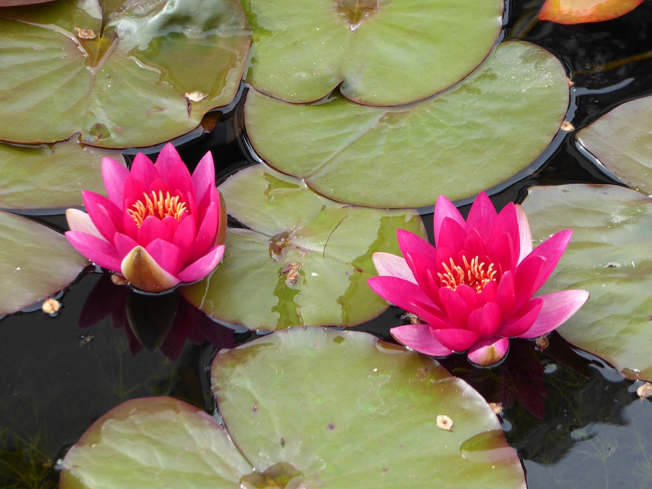 water lily plant aquatic plant free photo