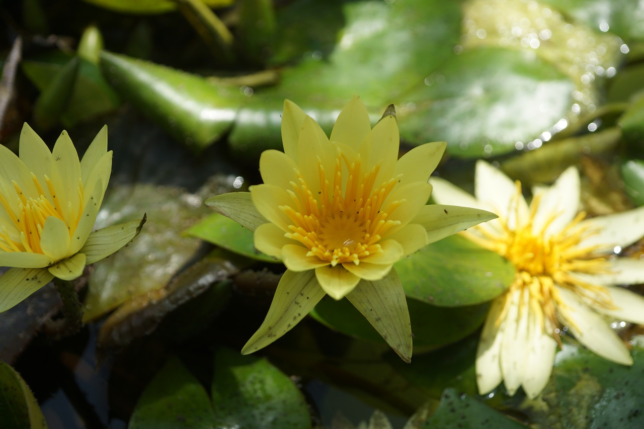 water lily pond aquatic plant free photo