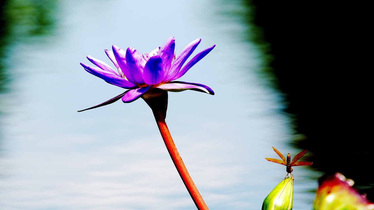 water lily lotus blossom free photo