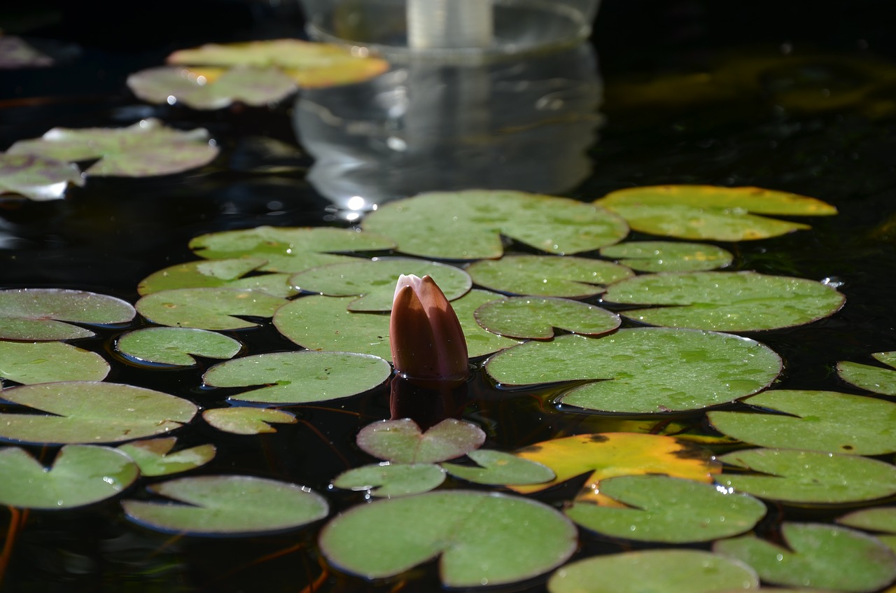 water lily pond water free photo