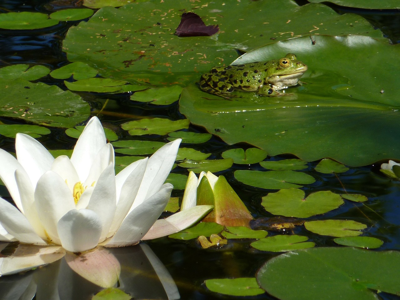 water lily frog pond free photo