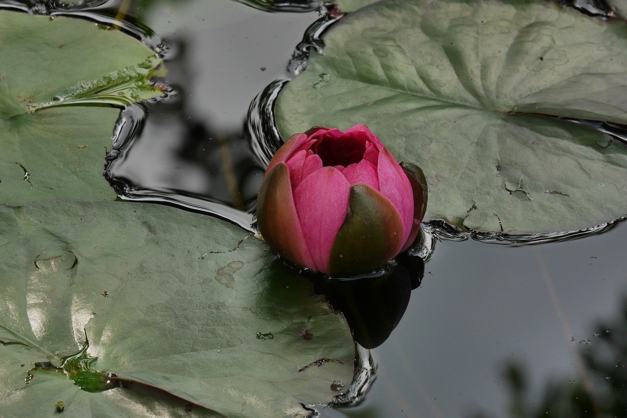 water lily pond water free photo