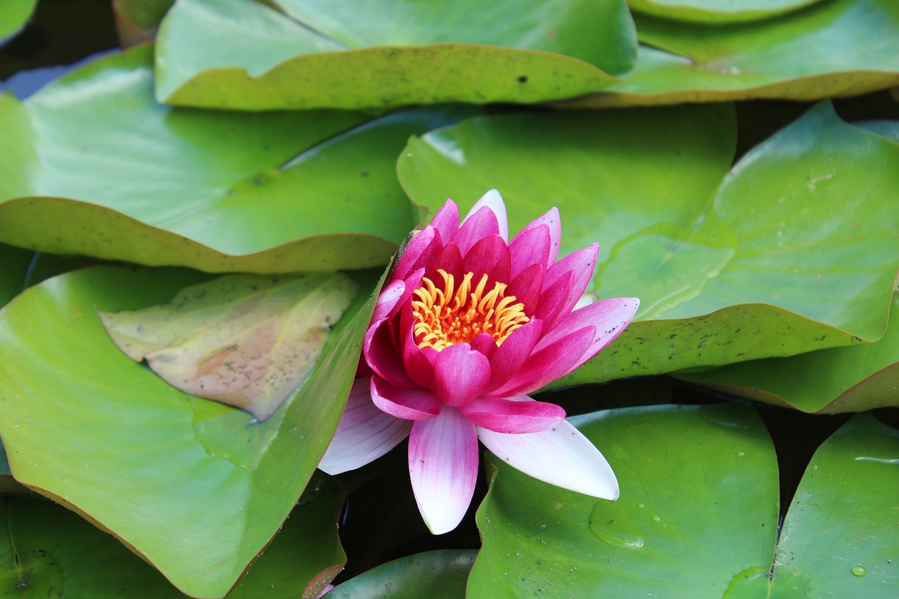 water lily lake pond free photo