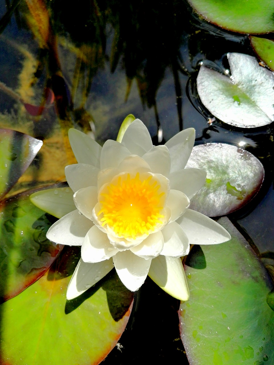 water lily water flowers free photo