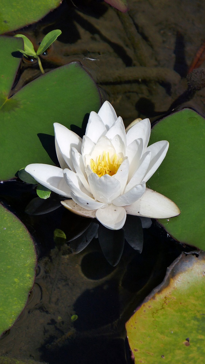 water lily blossom bloom free photo