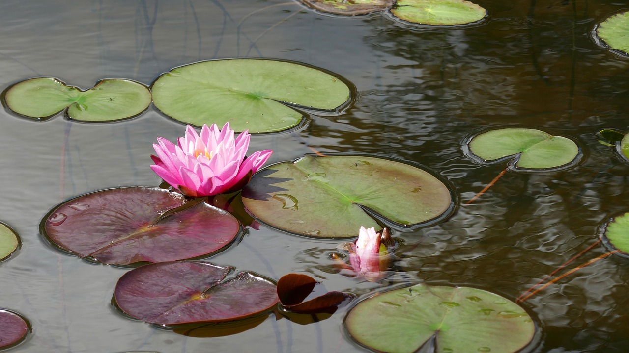 water lily blossom bloom free photo