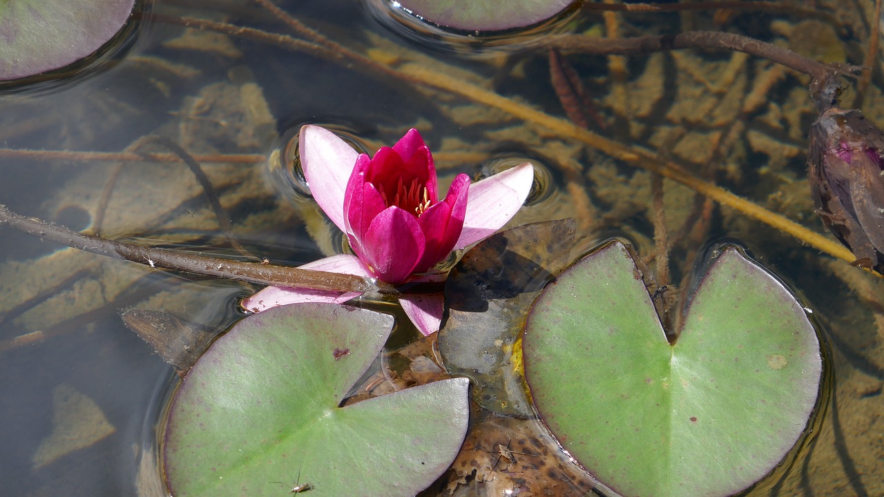 water lily blossom bloom free photo