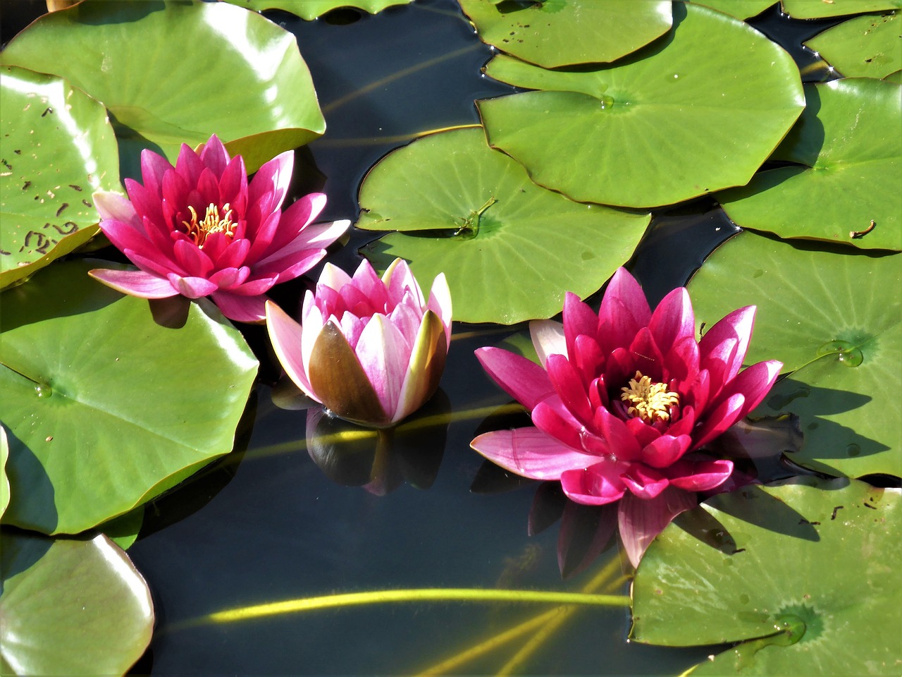 water lily lotus flower pond free photo