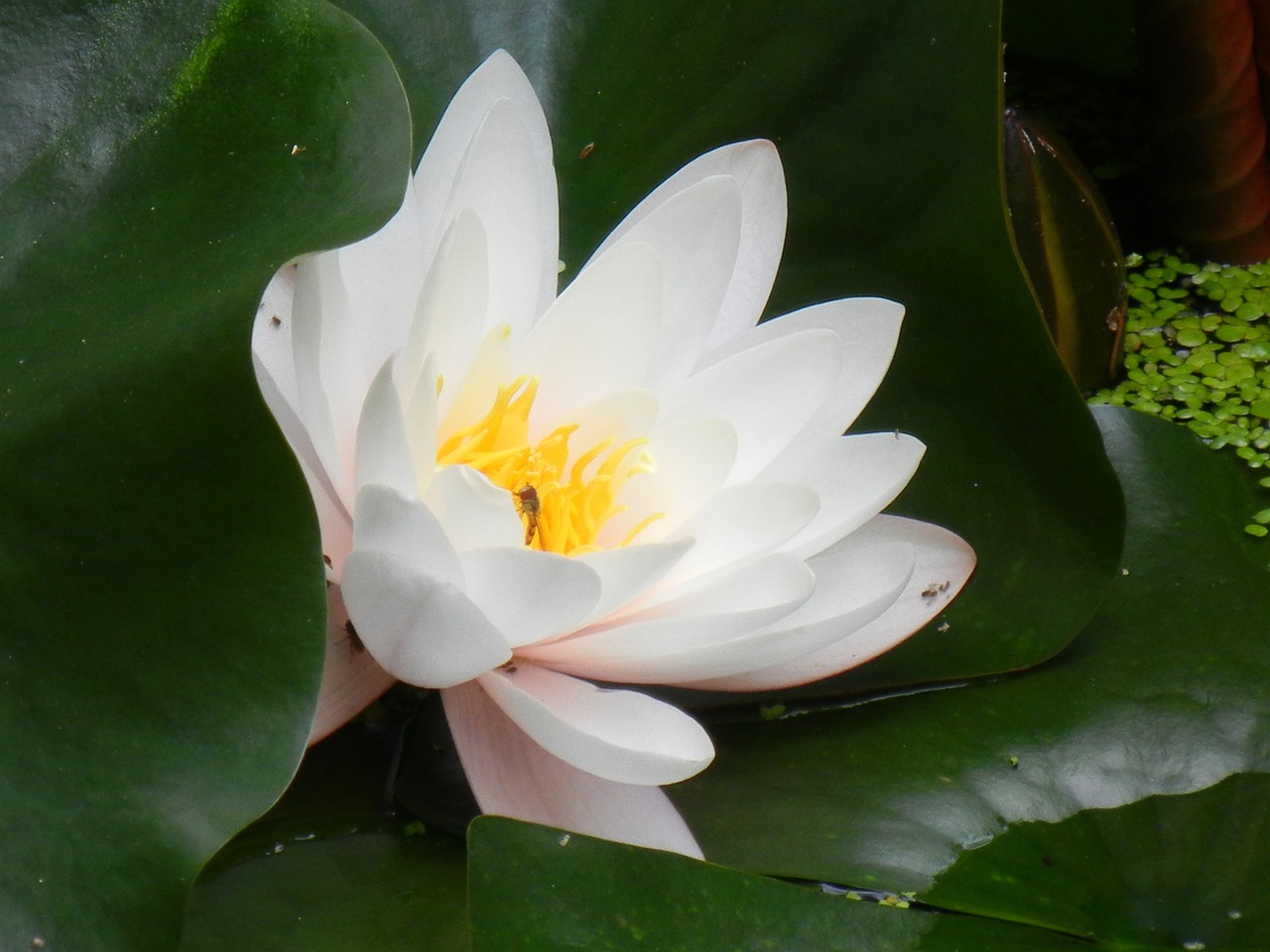water lily nuphar lutea white free photo