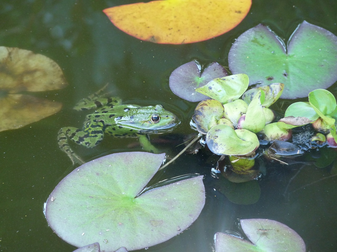 water lily frog basin free photo