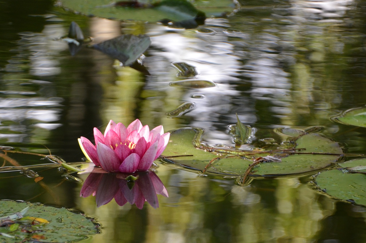 water lily lake nuphar free photo