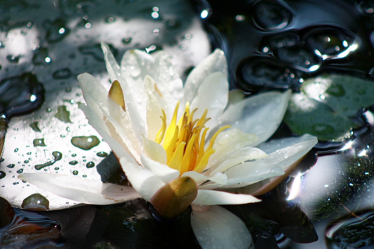 water lily aquatic plant white free photo