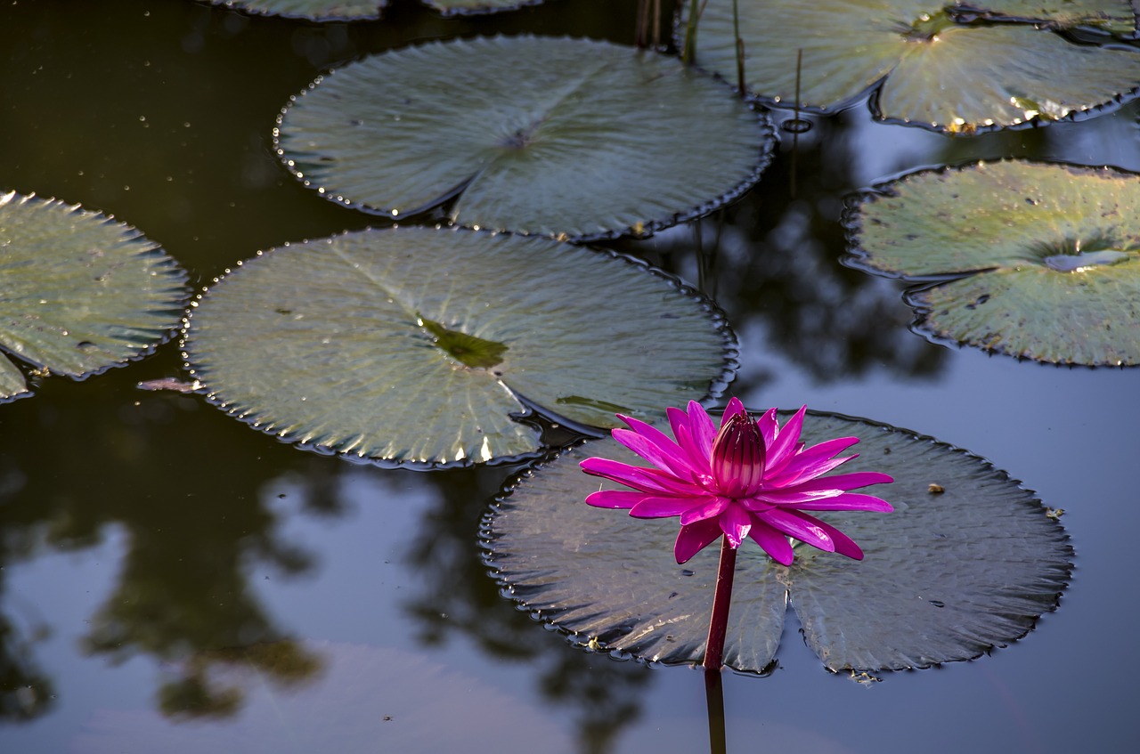 water lily water flower free photo