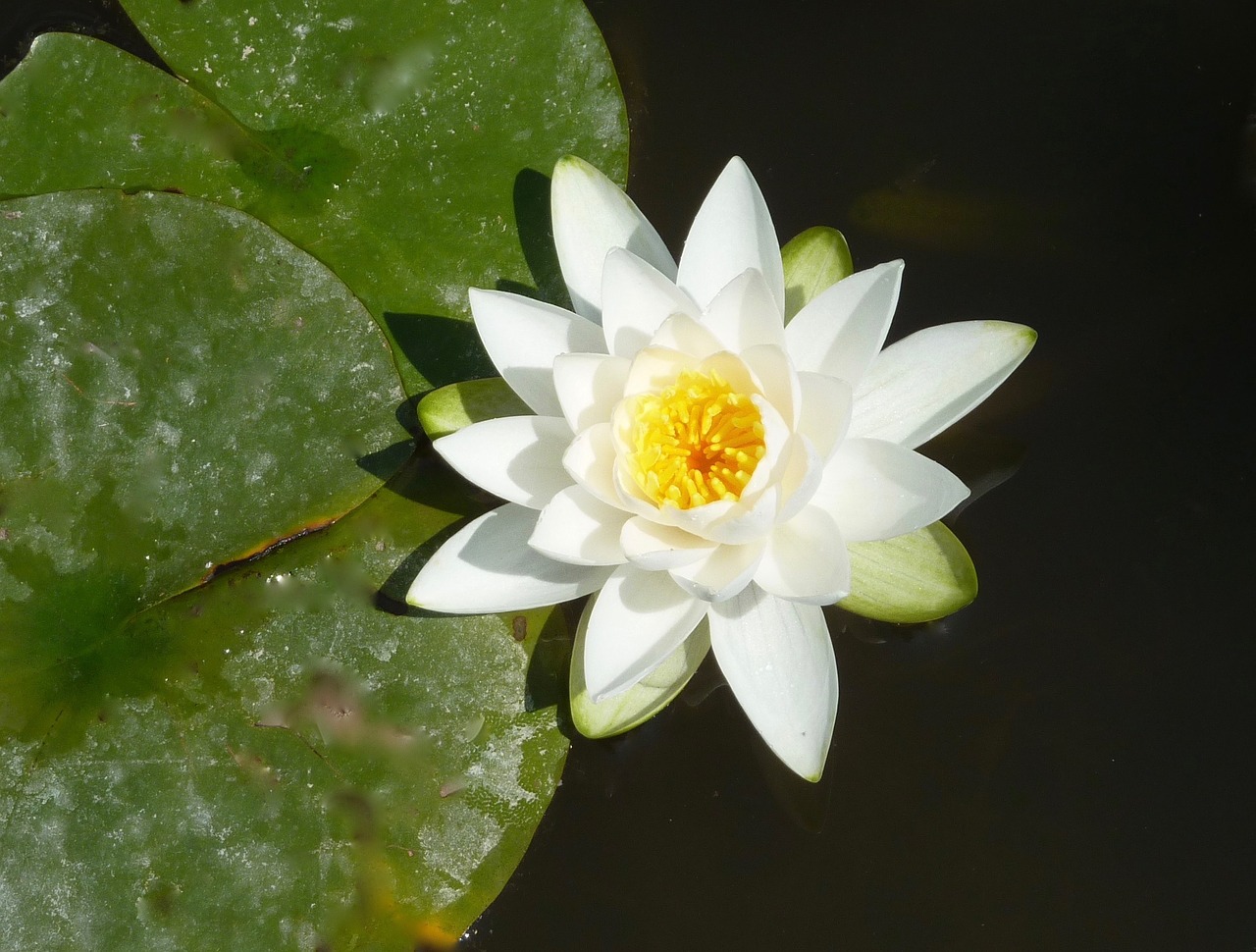 water lily plant aquatic plant free photo