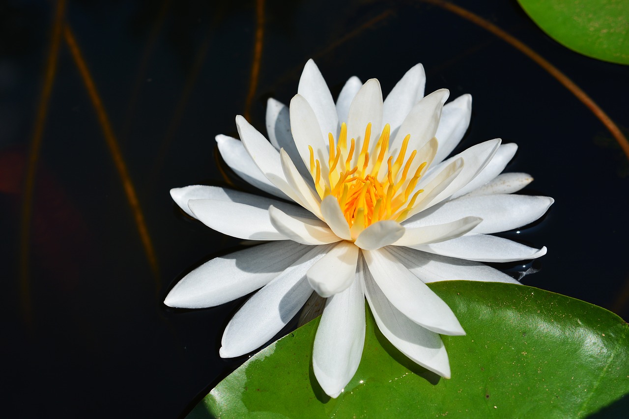 water lily water lilies lotus free photo