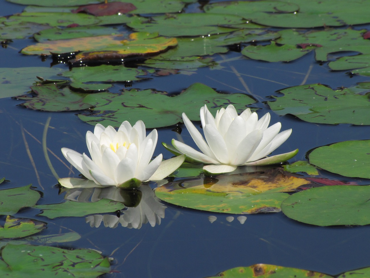 water lily white lily pad free photo