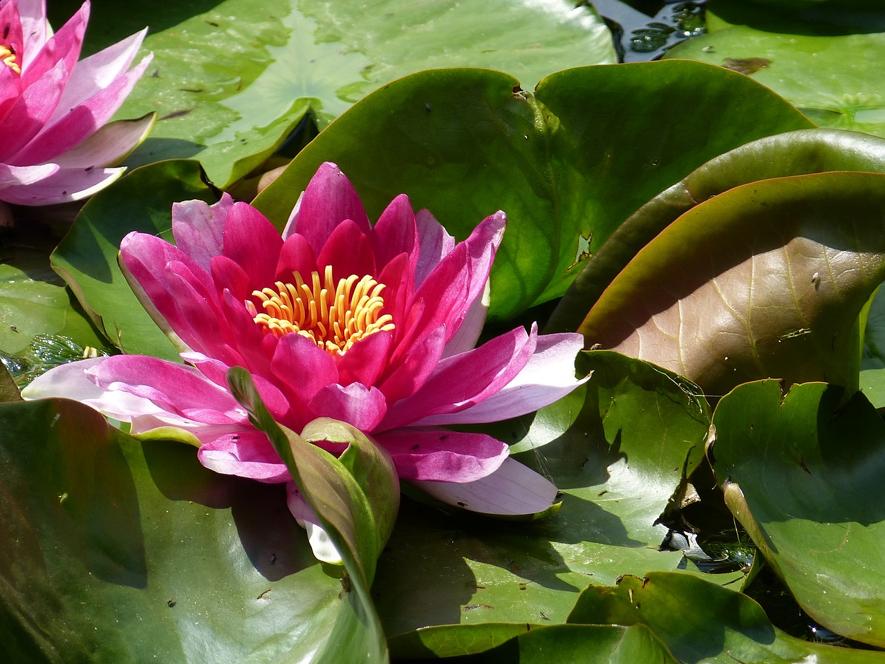 water lily plant nature free photo