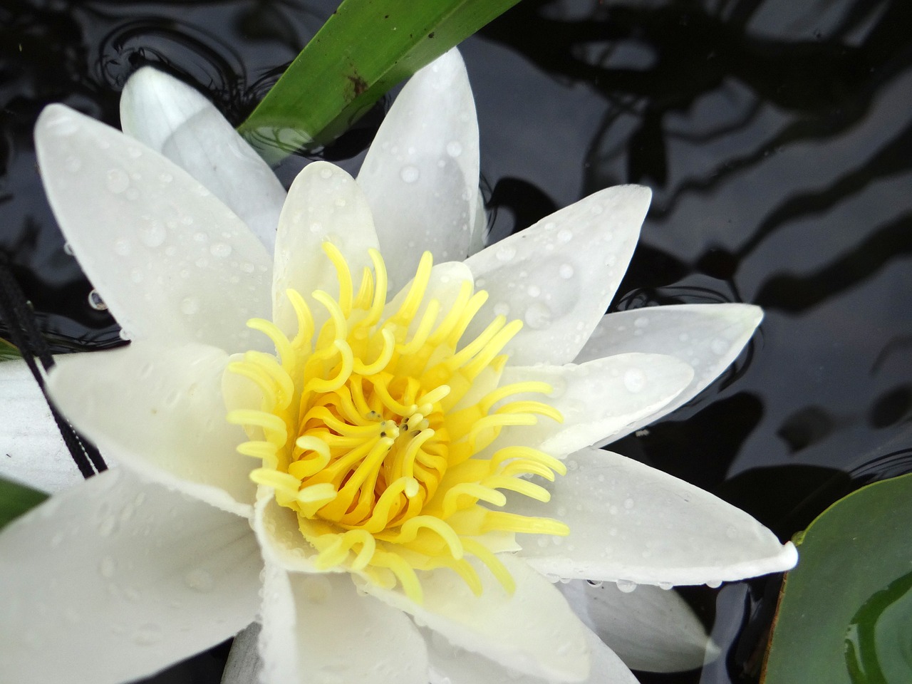 water lily flower water lily free photo