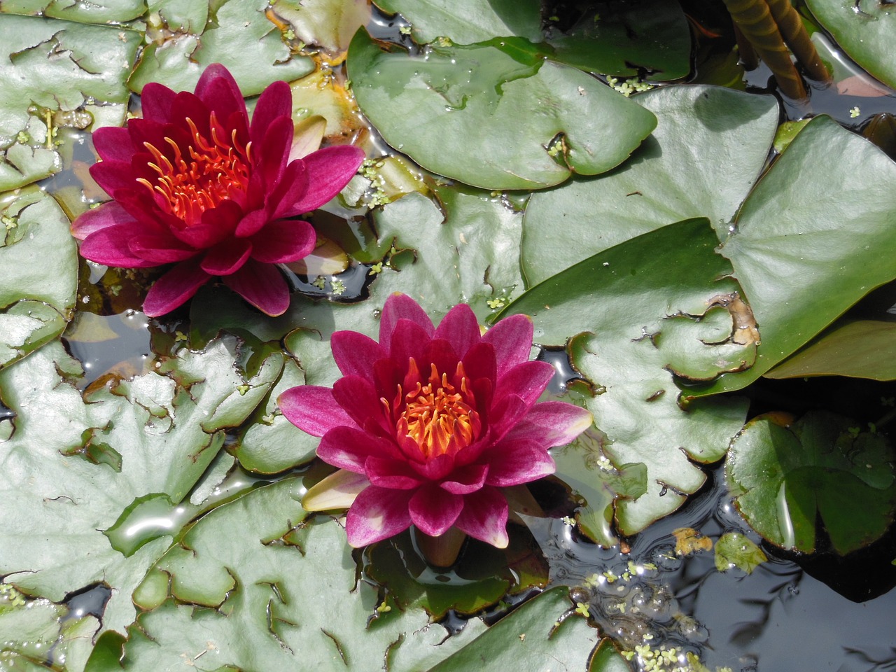 water lily red flower basin free photo