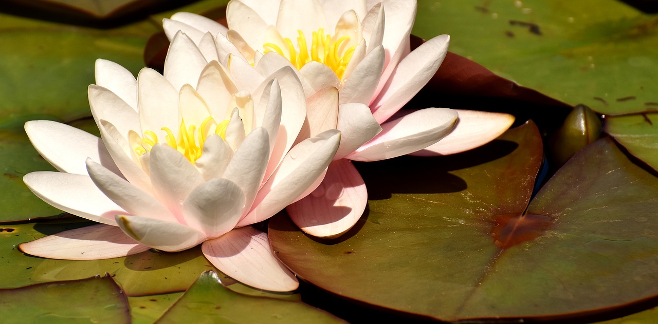 water lily flower water free photo