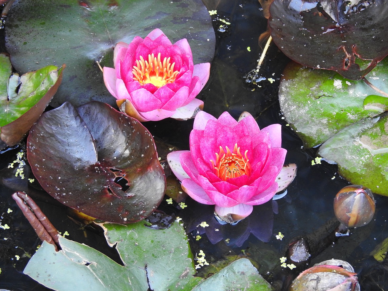 water lily pink aquatic plant free photo