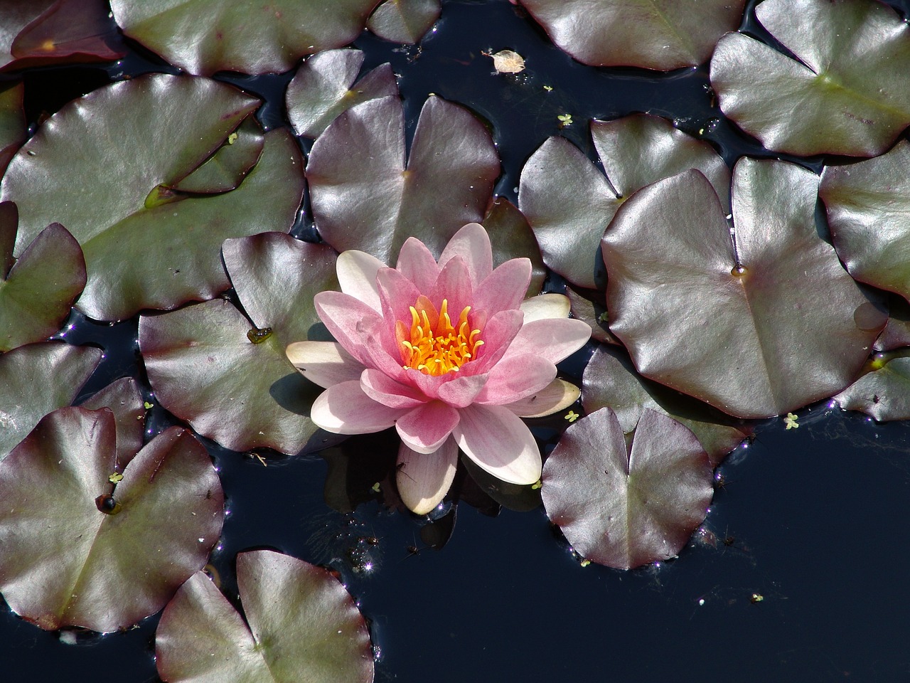 water lily nature plant free photo