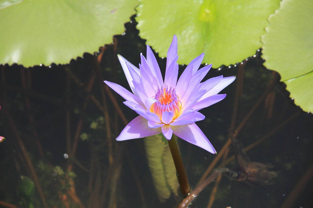 water lily purple blossom free photo