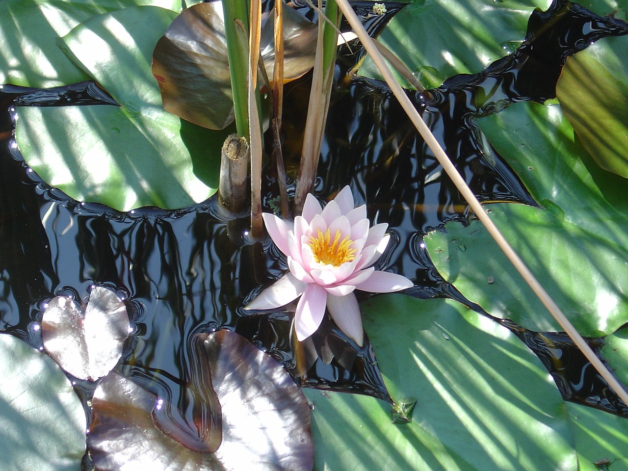 water lily pond aquatic plant free photo