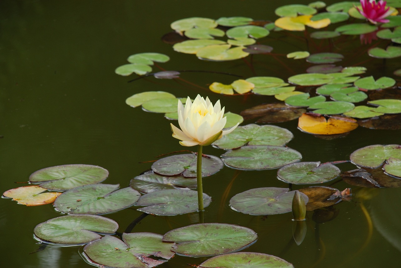 water lily pond flowers free photo