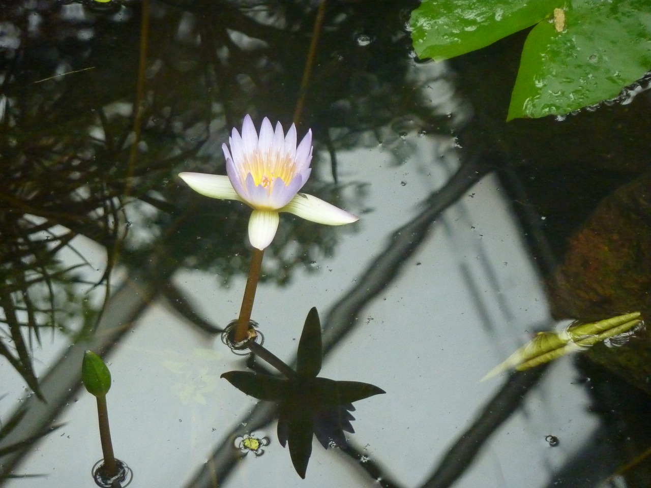 water lily water pond free photo
