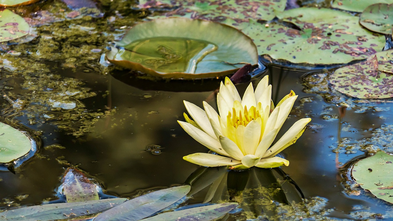 water lily yellow lake rose free photo