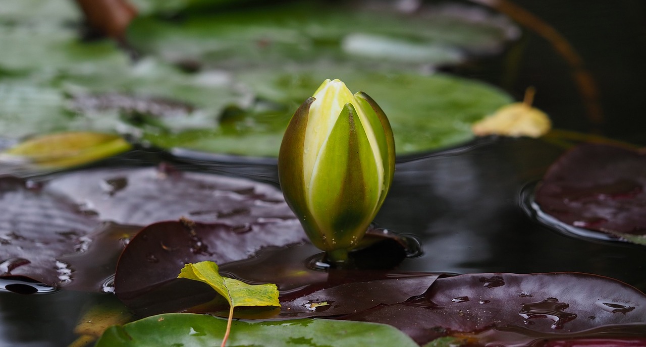 water lily flowers flower free photo