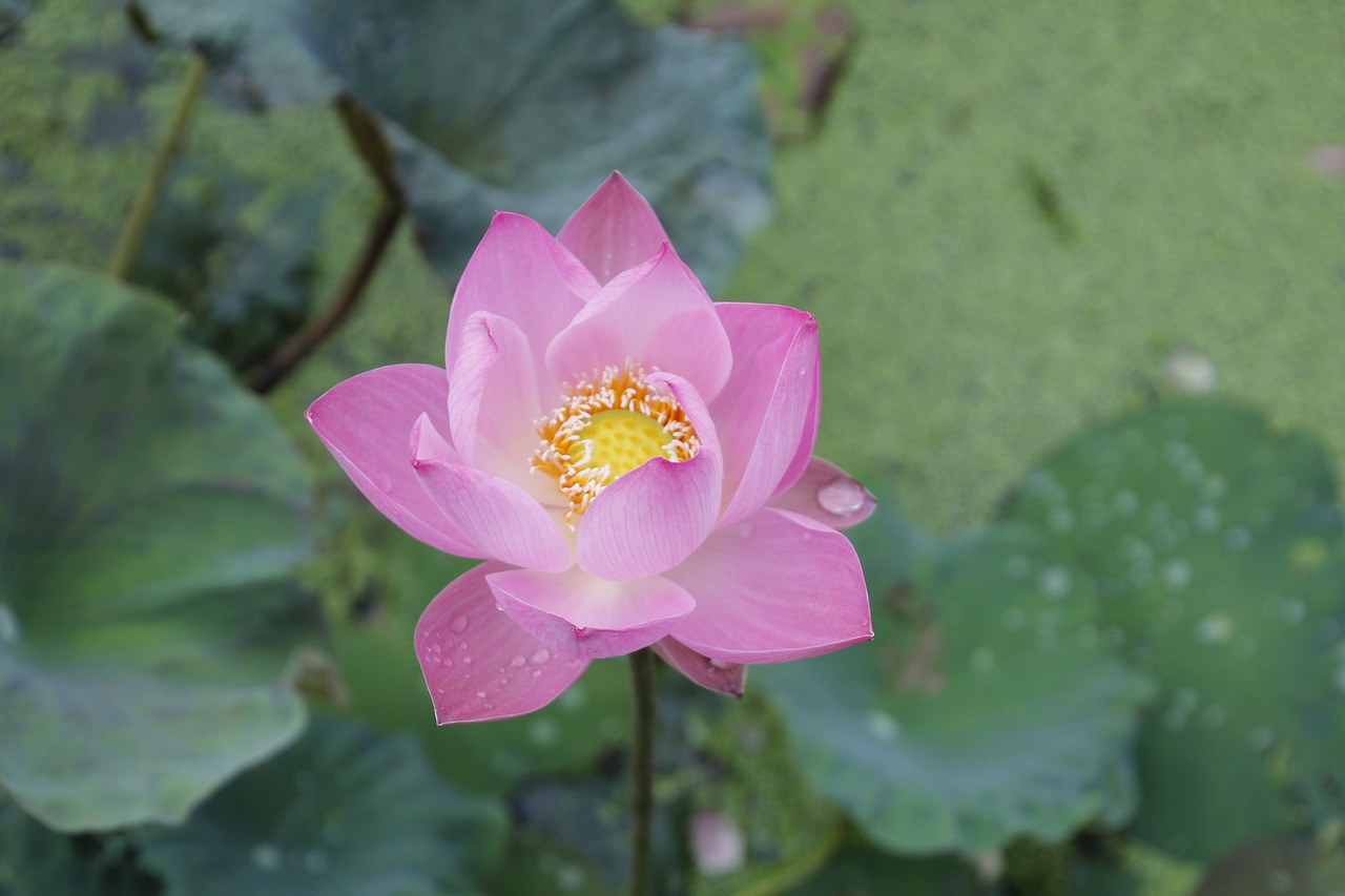 water lily rose blossom free photo