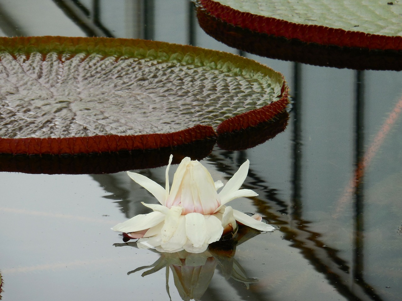 water lily reflection leaves free photo