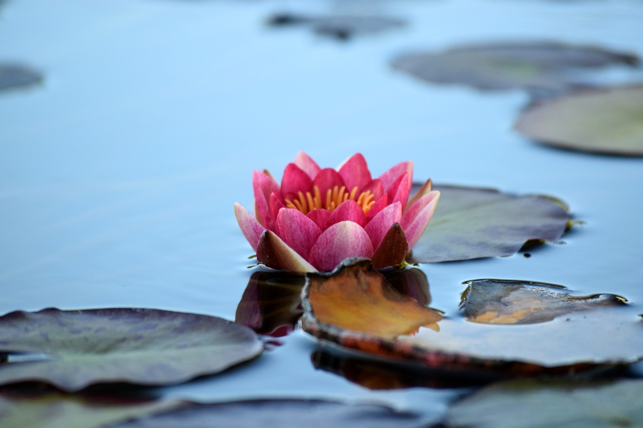 water lily pond nature free photo