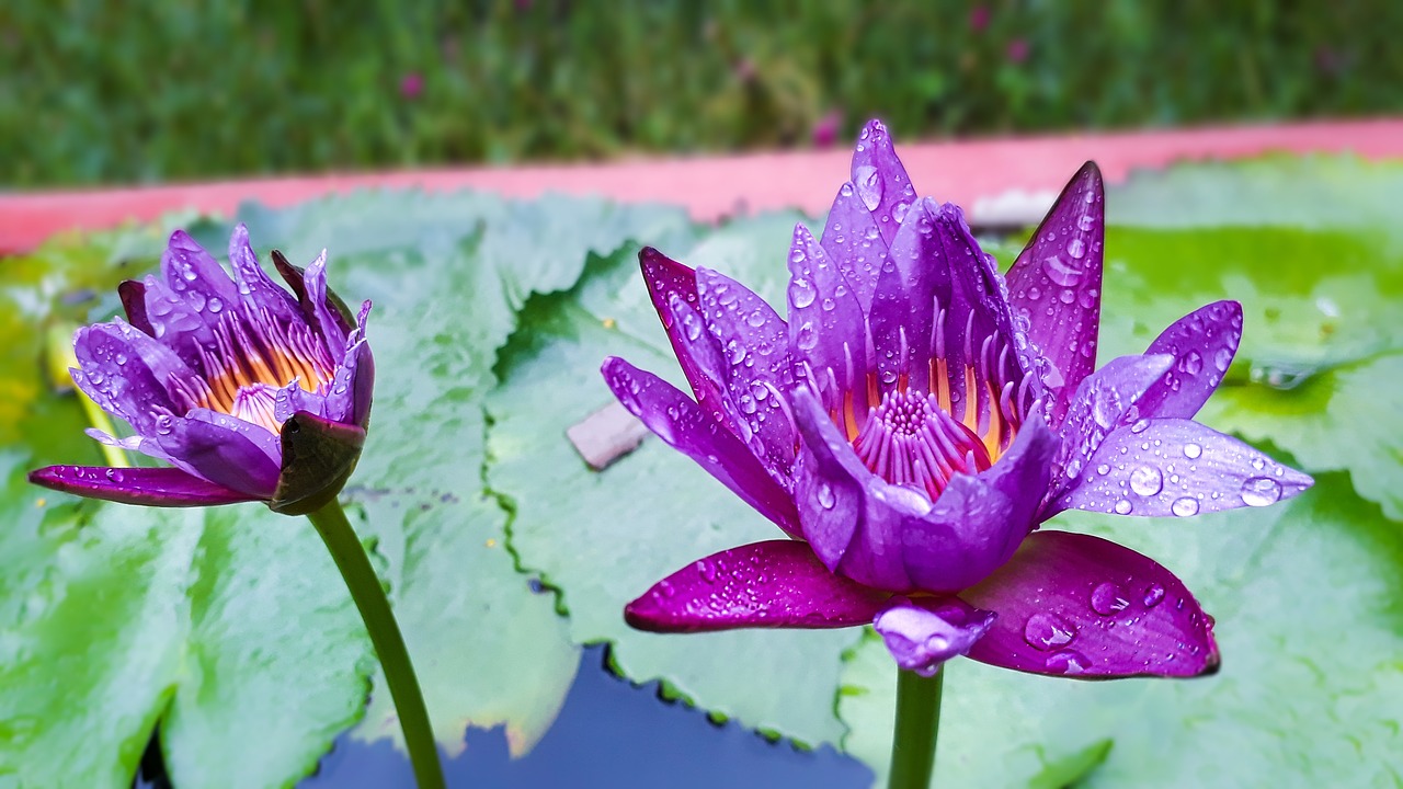 water lily violet flower water drop free photo