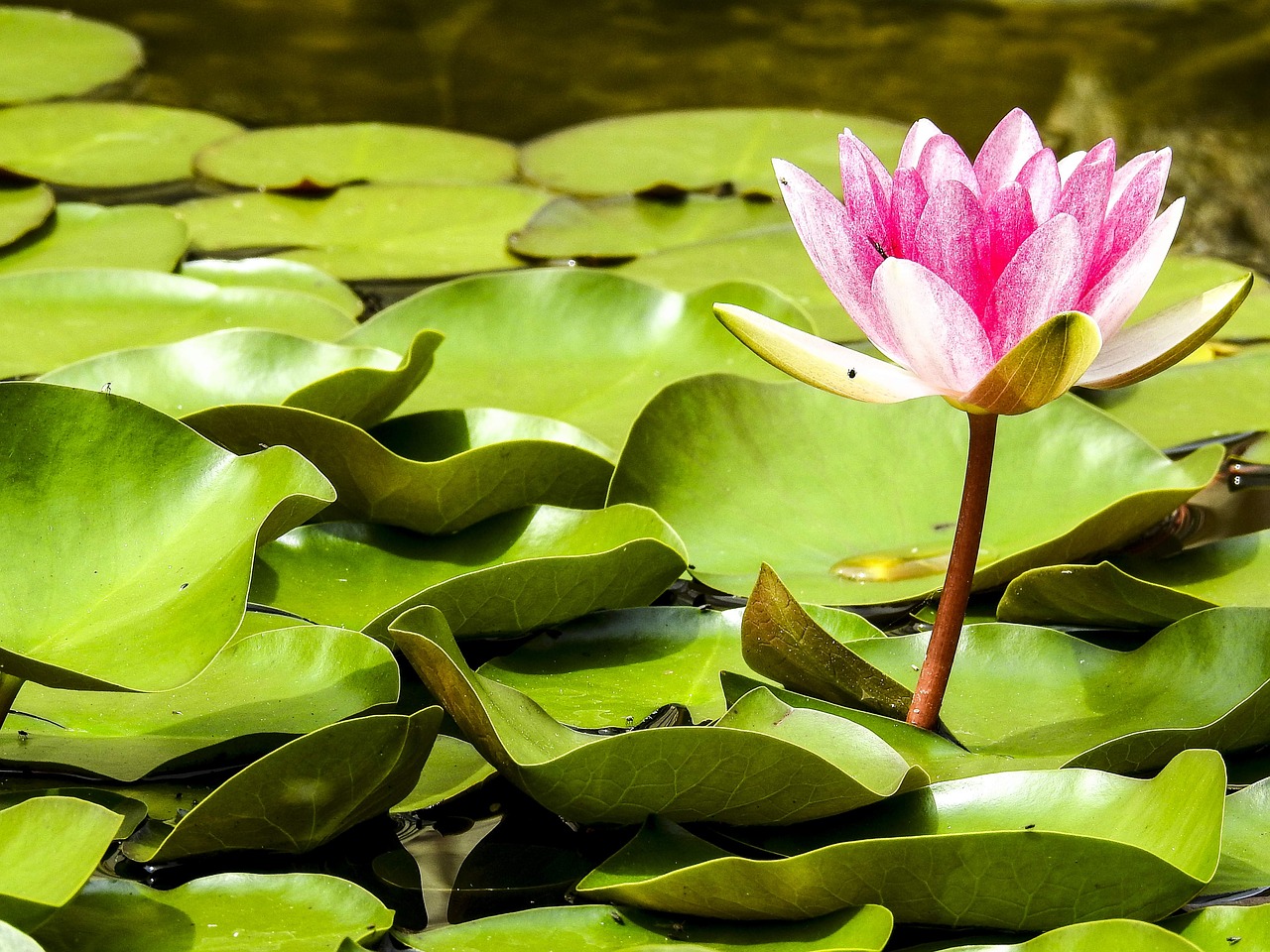 water lily pond plant blossom free photo