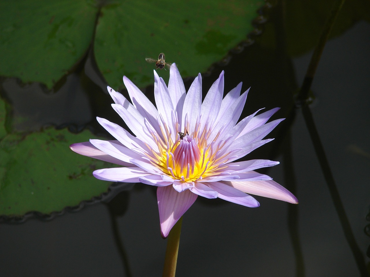 water lily flower bee free photo