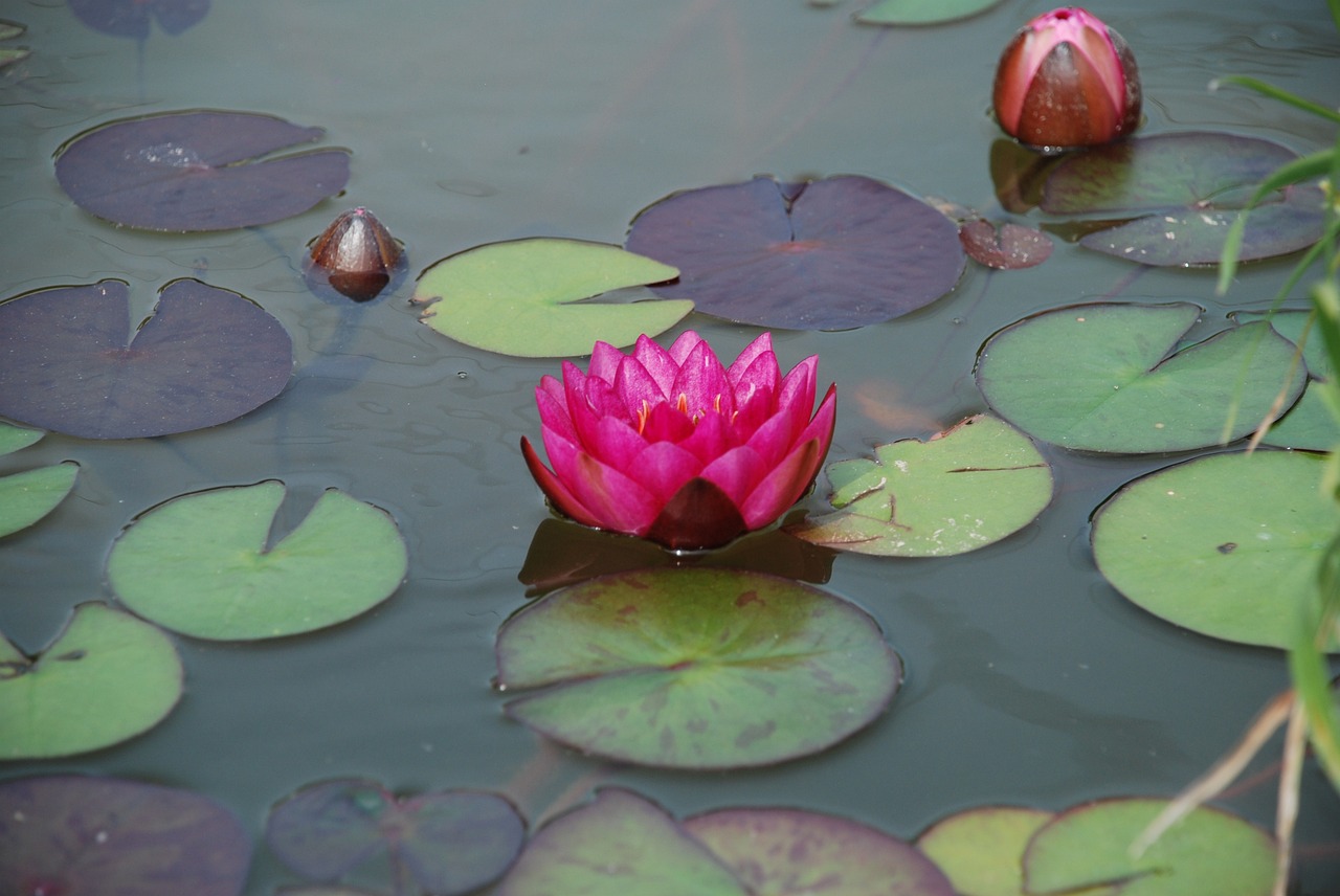 water lily pond aquatic plant free photo